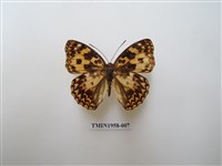 藏品(臺灣燦蛺蝶)的圖片